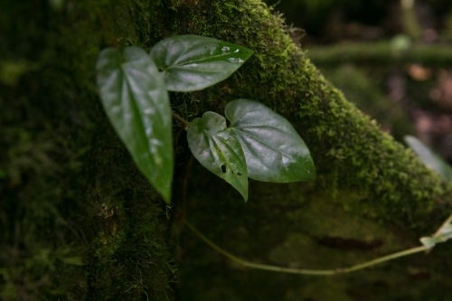 Vine growing on the side of a tree - Australian Stock Image