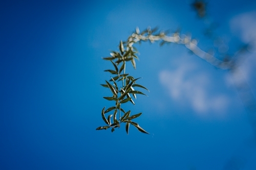 Vine hanging  from the sky - Australian Stock Image
