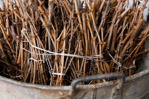 Vine pruning bundled for kindling - Australian Stock Image