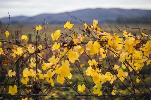Vine with yellow leaves intertwined around the wire fence. - Australian Stock Image