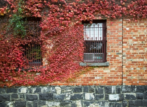 Vines growing over a heritage brick and bluestone building - Australian Stock Image