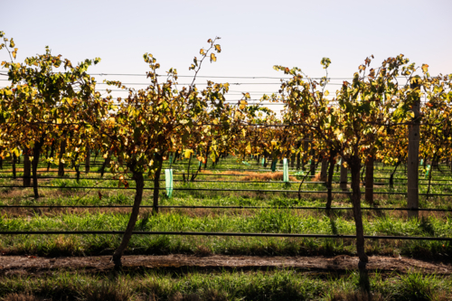 Vines in autumn with changing leaf colour in early morning light, Barossa Valley, South Australia - Australian Stock Image