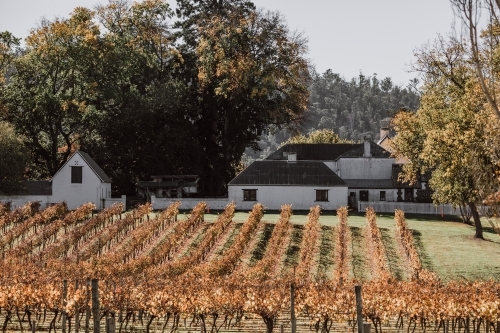 Vines of winery stretching towards homestead - Australian Stock Image