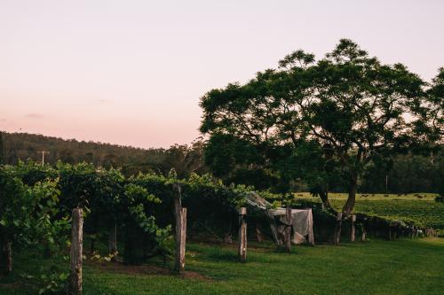 Vineyard at dusk with Jacaranda Tree