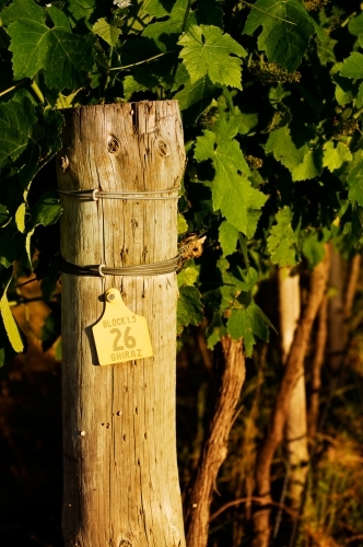 Vineyard block - Australian Stock Image