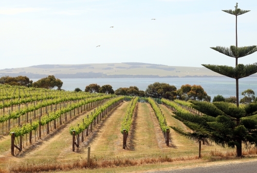 Vineyard by the sea - Australian Stock Image
