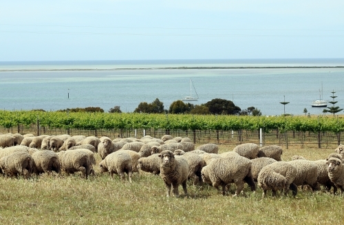 Vineyard by the sea with flock of sheep in foreground.