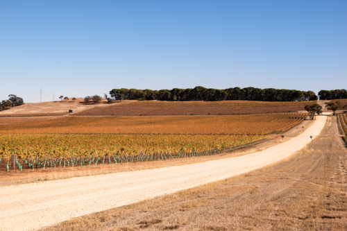 Vineyard in Barrossa Valley early morning, South Australia - Australian Stock Image
