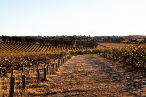Vineyard in Barrossa Valley early morning, South Australia - Australian Stock Image