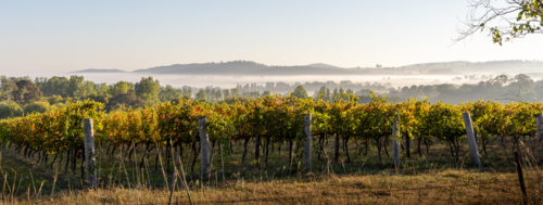 Vineyard in early morning light and fog in the hills - Australian Stock Image