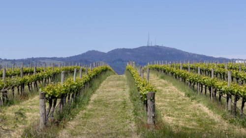 Vineyard in spring with Mt Canobolas against blue sky - Australian Stock Image