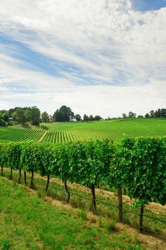 vineyard in summer, just before vintage