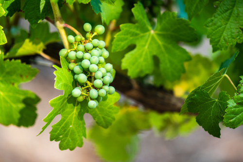 Vineyard in the Adelaide Hills - Australian Stock Image