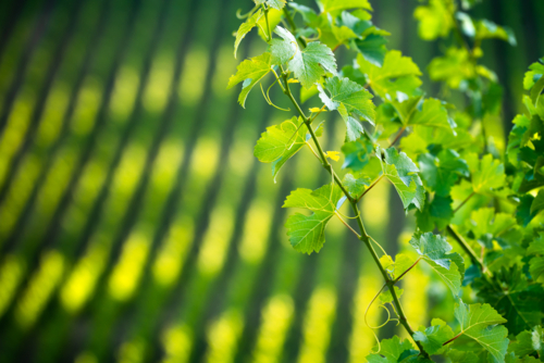 Vineyard in the Adelaide Hills - Australian Stock Image
