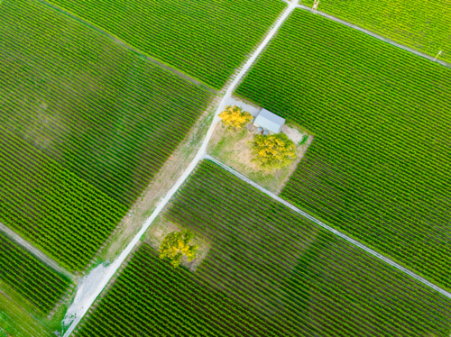 Vineyard in the Adelaide Hills - Australian Stock Image