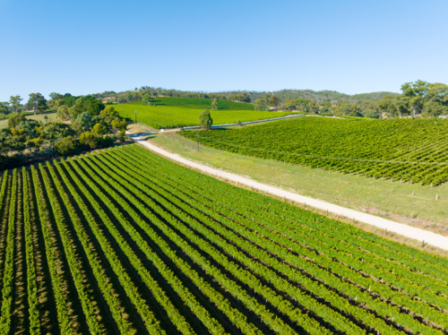 Vineyard in the Adelaide Hills - Australian Stock Image
