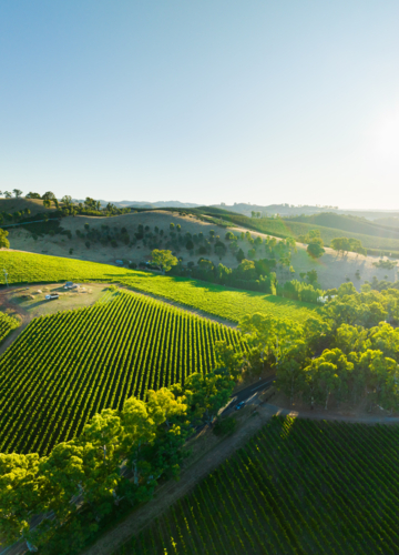 Vineyard in the Adelaide Hills - Australian Stock Image