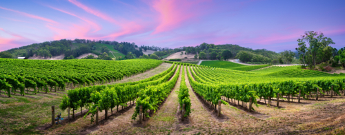 Vineyard in the Adelaide Hills - Australian Stock Image