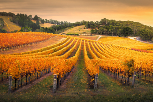 Vineyard in the Adelaide Hills - Australian Stock Image