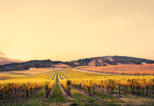 Vineyard in the Adelaide Hills - Australian Stock Image