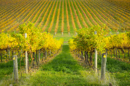 Vineyard in the Adelaide Hills - Australian Stock Image