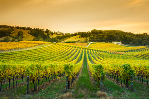 Vineyard in the Adelaide Hills - Australian Stock Image