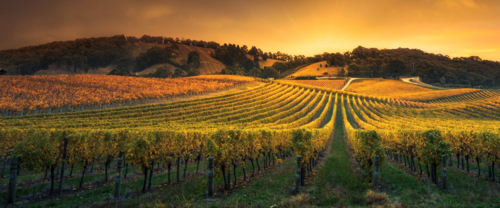 Vineyard in the Adelaide Hills - Australian Stock Image