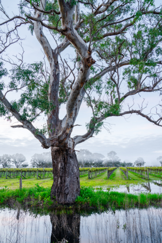 Vineyard in the Coonawarra - Australian Stock Image