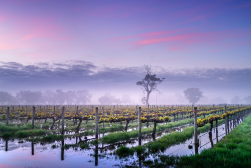 Vineyard in the Coonawarra - Australian Stock Image