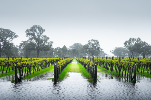 Vineyard in the Coonawarra - Australian Stock Image