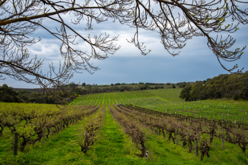 Vineyard on a dramatic overcast day - Australian Stock Image
