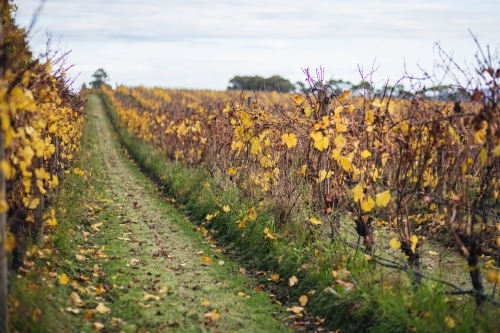Vineyard pathway with fallen leaves on the ground. - Australian Stock Image