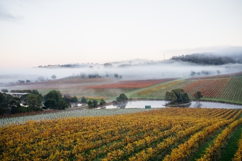Vineyard with rows of grapevines that have yellowing leaves and a lake - Australian Stock Image