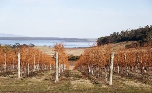 Deciduous grape vines in a vineyard with country and water views