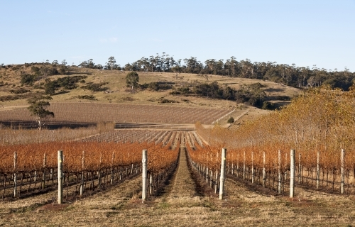 Deciduous grape vines in a vineyard with country views - Australian Stock Image
