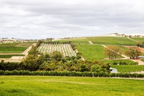 Vineyards and olive grove on rolling hills - Australian Stock Image