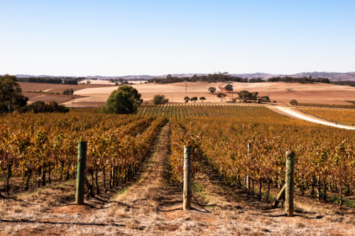 Vineyards in Barrossa Valley early morning, South Australia - Australian Stock Image