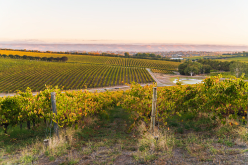 Vineyards in McLaren Vale at sunset, South Australia. - Australian Stock Image