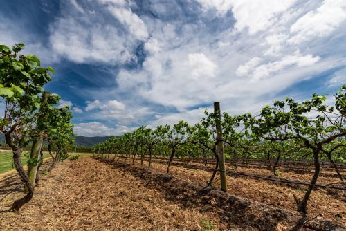 Vineyards in the Hunter Valley - Australian Stock Image