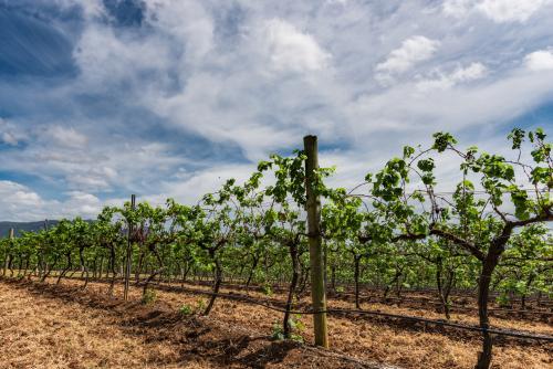 Vineyards in the Hunter Valley - Australian Stock Image