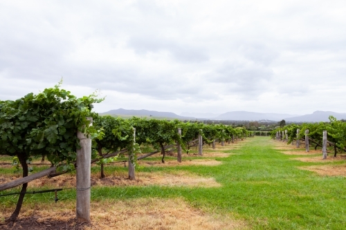 Vineyards on overcast day after vines have been sprayed - Australian Stock Image