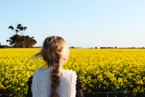 vLittle girl looking out over vibrant yellow canola field in South Australia - Australian Stock Image