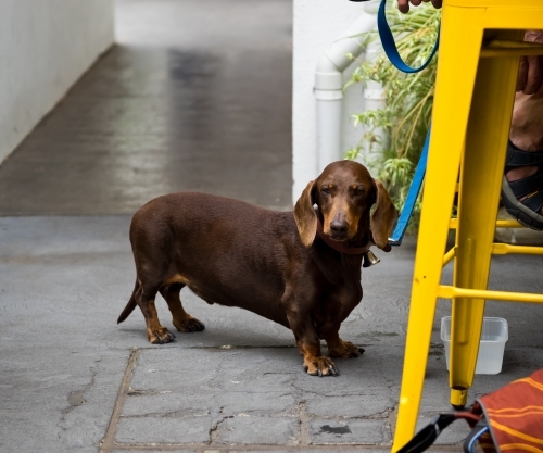 Waiting Dachshund by a Yellow Stool - Australian Stock Image