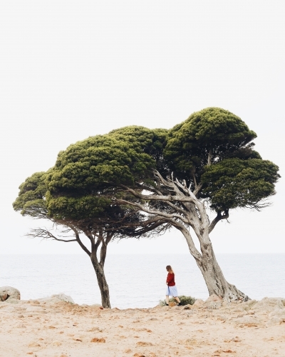 Walking in between trees