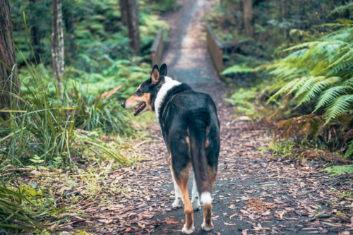 walking the dog in the local bush reserve - Australian Stock Image