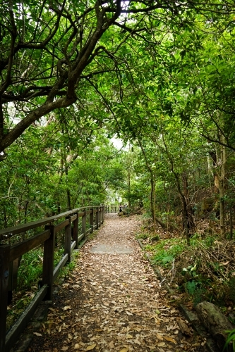 Walking track in a park with fallen dried leaves - Australian Stock Image