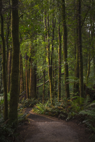 Walking track through temperate rainforest in Tasmania - Australian Stock Image