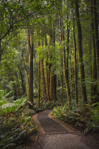 Walking track through temperate rainforest in Tasmania - Australian Stock Image