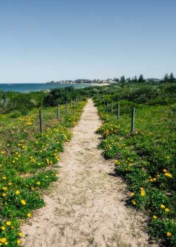 Walking track to the beach with flowers on a clear sunny day