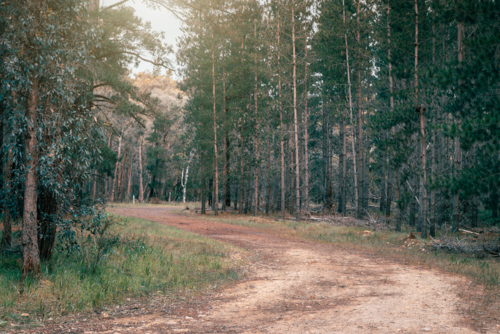 Walking trail at Kuitpo forest reserve with pine trees on a day, South Australia - Australian Stock Image